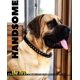 thumbnail image 3 of Collar Para Perro Con Eslabones Cubanos, Con Cadena Ancha De, 3 of 6