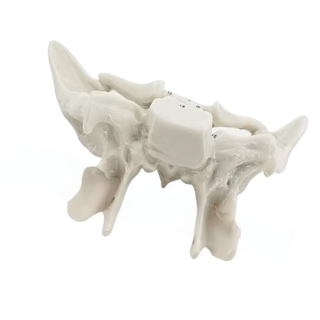 Human Skeleton Model for Anatomy Ethmoid Bone Model Teaching Aid Practical Temporal Bone Model Hospital Supplies