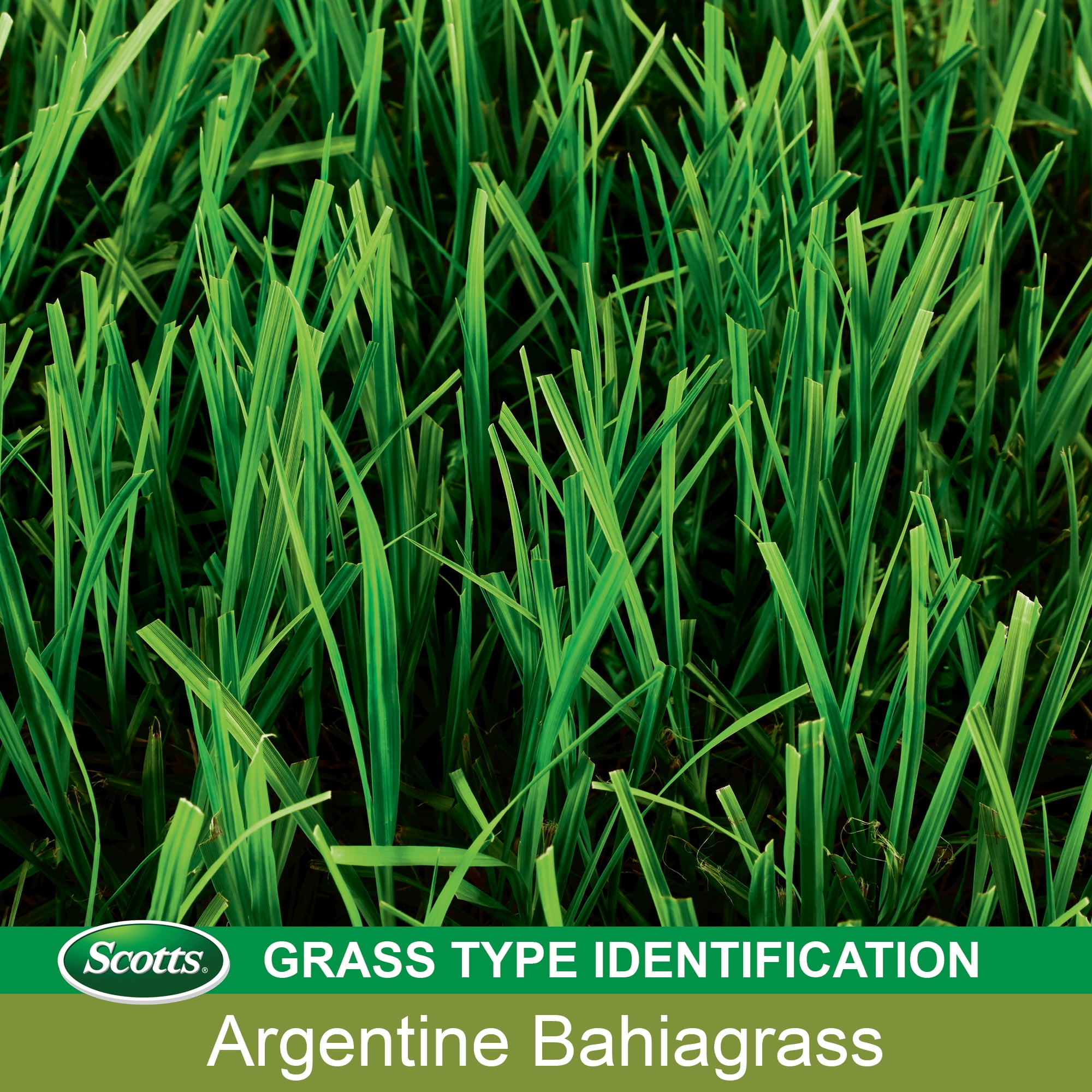 Scotts Turf Builder Grass Seed Argentine Bahiagrass, 5 lbs.