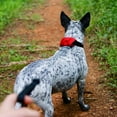thumbnail image 5 of Nite Ize 259122 Rad Dog Collar & Leash, Medium, 5 of 7