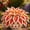 F, variant on 2 Hosta Roots-Low‑Maintenance, Easy‑Grow for Garden Beds,Borders,Plant Pots & Planters