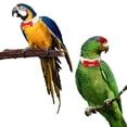 thumbnail image 1 of Corbata para pájaros para mascotas, ropa para pájaros, loro, pajarita para loro, muy recomendable, 1 of 8