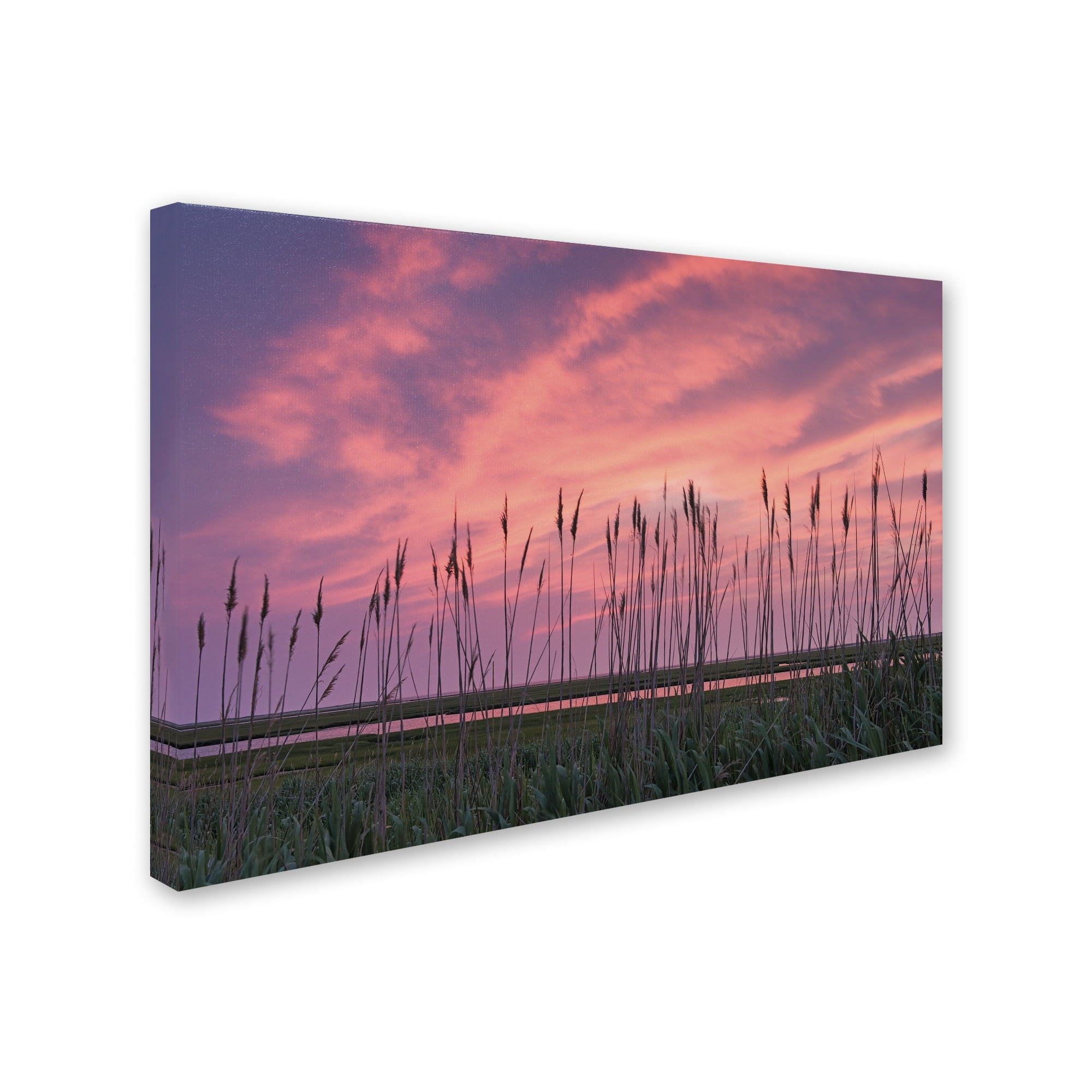 Trademark Fine Art "Marsh Reeds" Canvas Art by Michael Blanchette Photography