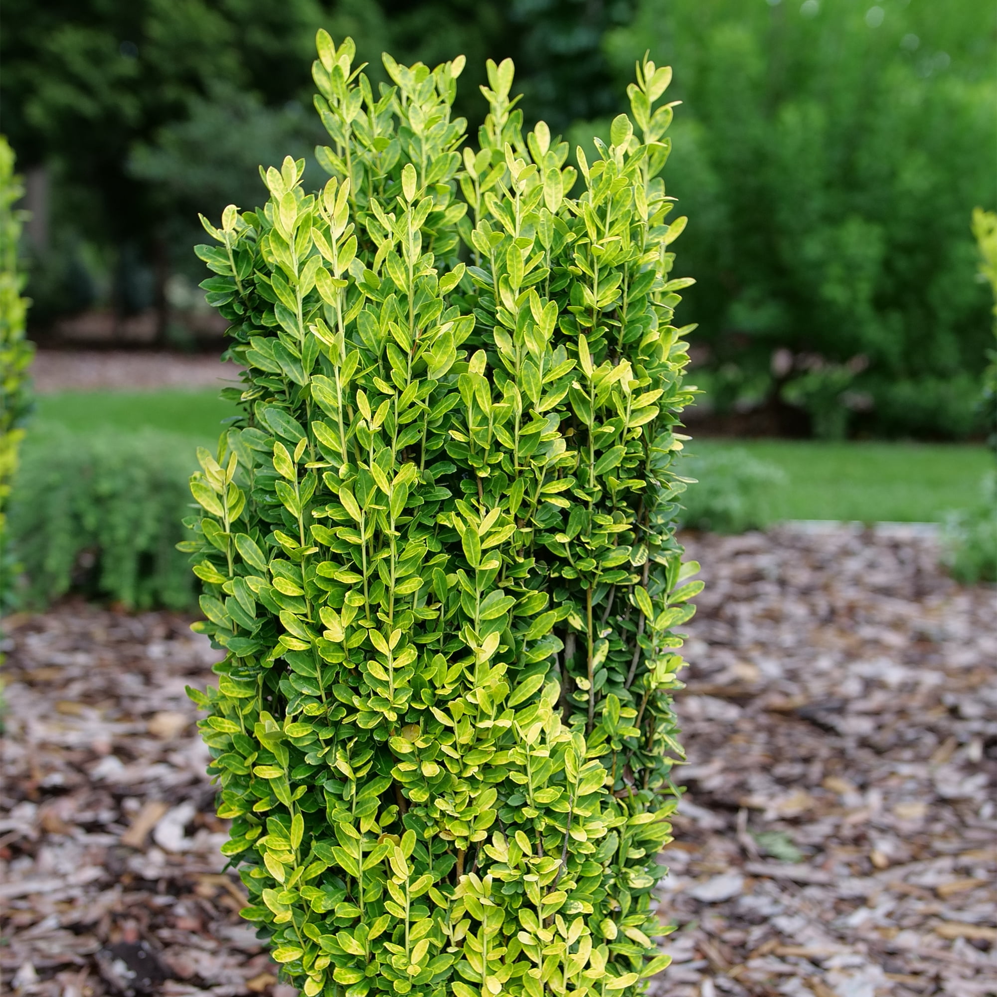 Proven Winners Color Choice Glow Stick Holly Live Shrub (2 Gallon