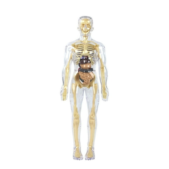 fashionhome Realistic Human Body Model For Kids Organs Anatomy Learning Tool Preschool School Anatomy Display