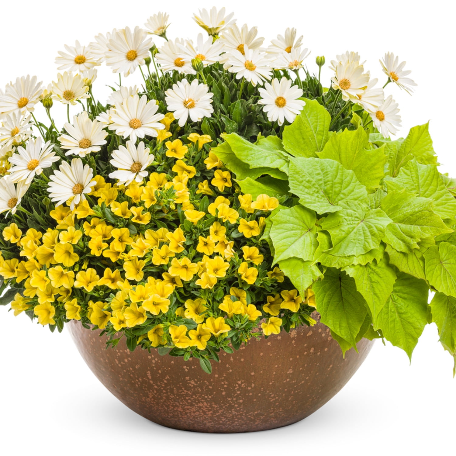 Proven Winners 4" Bright Lights White African Daisy Live Plant in 4.25" Pot (4 Count)