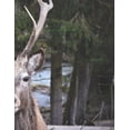 thumbnail image 1 of Hirsch Wild Mammal Antler Male Bock Park Fur Notebook (Paperback), 1 of 1