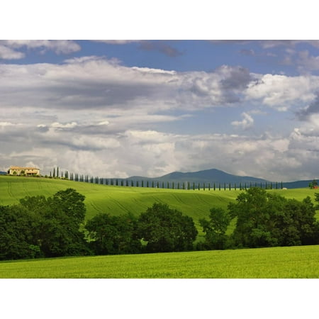 Wheat field and drive lined by stately cypress trees, Tuscany, Italy Print Wall Art By Adam