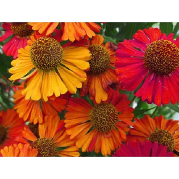 Seedville Helenium 'Autumn Leaves' Mix Plant Seeds
