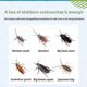 thumbnail image 4 of Cockroach Gel Bait Roach Pest Killer With Plunger Tip For Floor Kitchen Non-toxic, 4 of 4