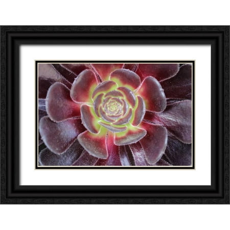 Coppel, Anna 18x13 Black Ornate Wood Framed with Double Matting Museum Art Print Titled - Bright Succulent