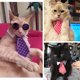 thumbnail image 5 of Mascota Perro Disfraz de Halloween Cachorro Gatos Ropa linda Conjunto de ropa de cosplay MFZFUKR CPB-US-XD1471-2, 5 of 5