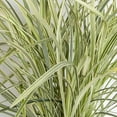 thumbnail image 3 of Expert Gardener Aztec Grass (2.5 Quart) Green and White Variegated Liriope 'Lily Turf' Groundcover - Live Plant, 3 of 4