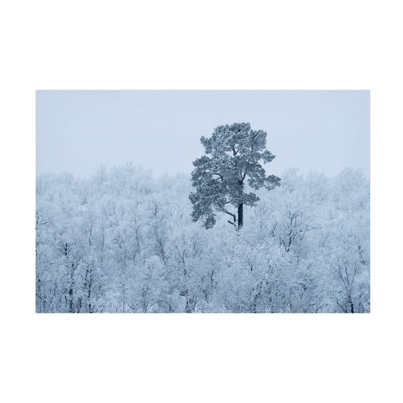 Canvas Wall Art - Alexey Kharitonov 'First Snow' Wall Art for Living Room, Bedroom, or Office Décor by Trademark Fine Art - 19 x 12 Inches