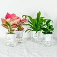 thumbnail image 5 of Yirtree White-Natural Decor Planter Live Indoor Plant, 4/5Inches Tall, Double Tier Hydroponic Epipremnum Aureum Self-watering Flowerpot Home Decor 2PCS, 5 of 8
