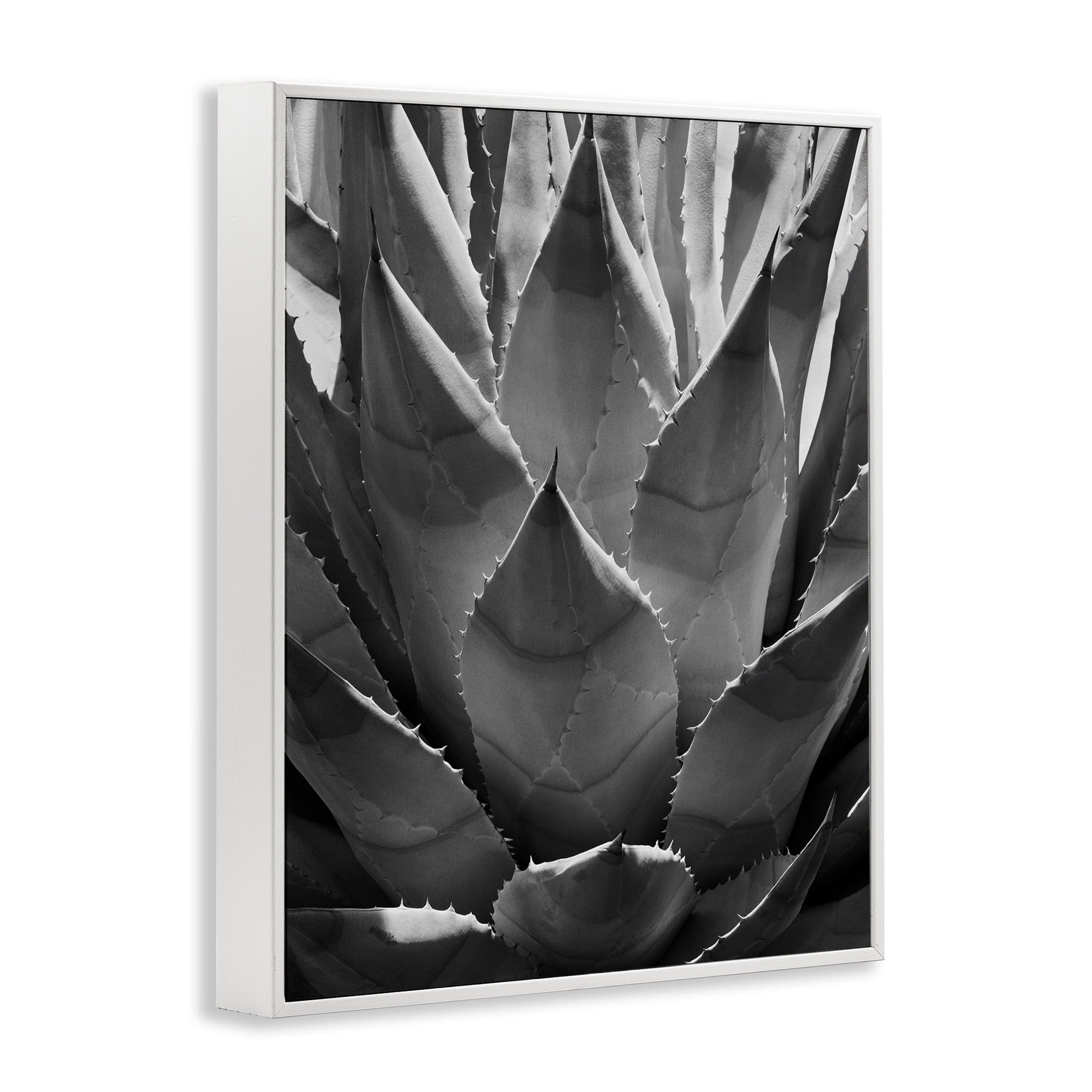 Stupell Industries Desert Plant Detail Botanical & Floral Photography White Framed Art Print Wall Art, 16 x 20