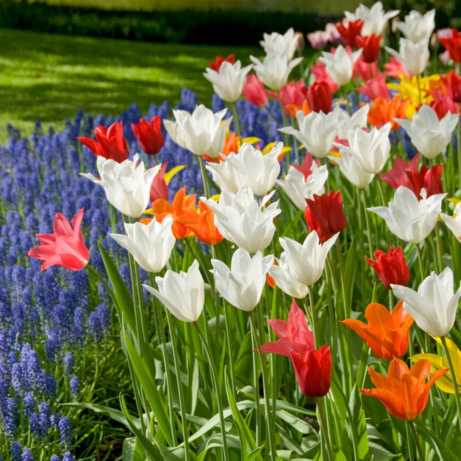 Garden State Bulb Lily Flowering Mix Tulip Flower Bulbs, 12/+ cm (Bag of 50)