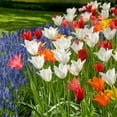 thumbnail image 6 of Garden State Bulb Lily Flowering Mix Tulip Flower Bulbs, 12/+ cm (Bag of 100), 6 of 8