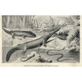 thumbnail image 2 of Amphibians Of The Permian Period Poster Print By ® Florilegius Mary Evans (36 X 24), 2 of 4