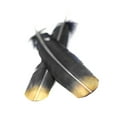 thumbnail image 5 of Zucker Feather Products Turkey Quills Tipped Metallic - 10-12" - 2 pcs - Black/Gold Lurex, 5 of 5