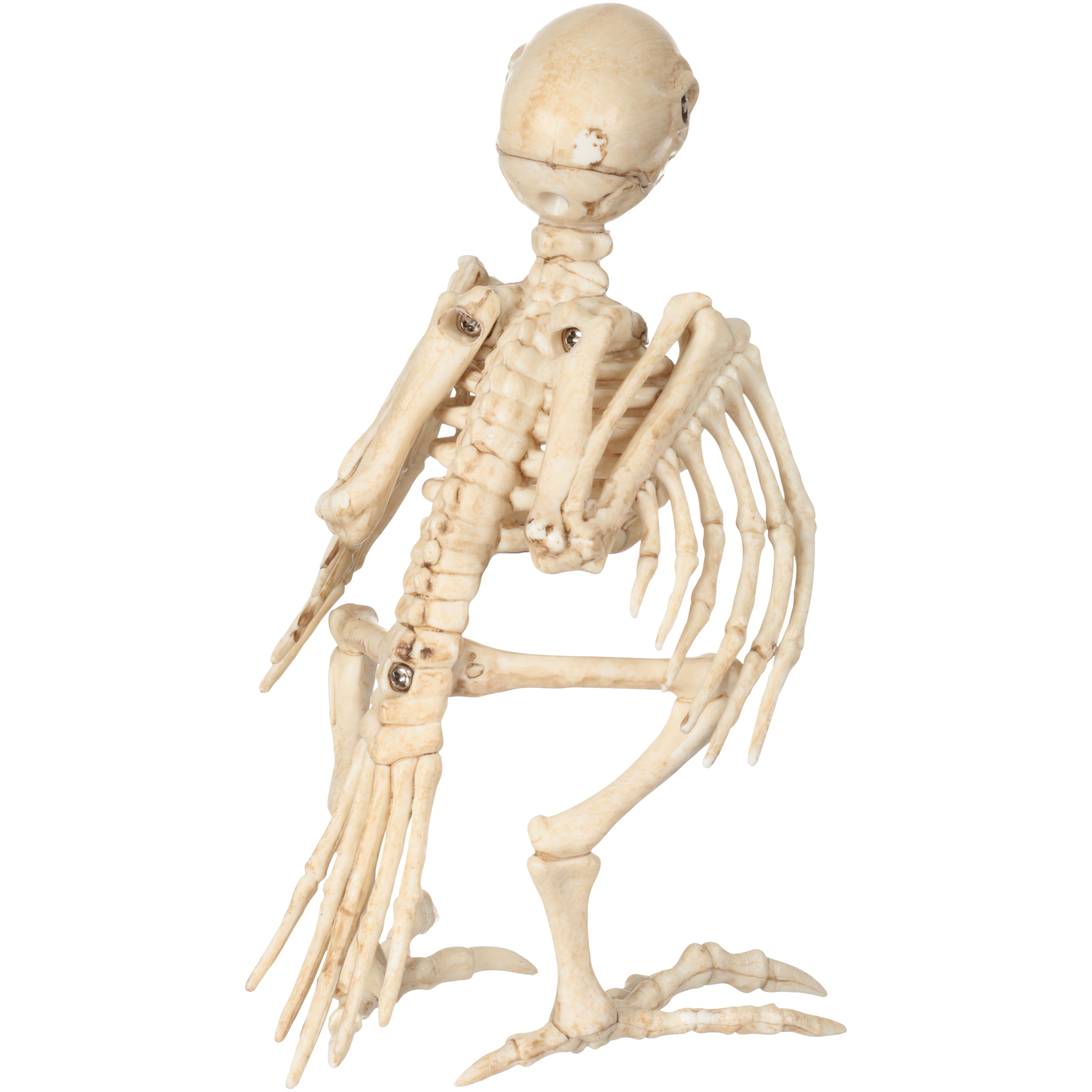 Official Crazybonez Faux Parrot Skeleton