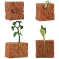 thumbnail image 2 of Simulación del ciclo de vida de una planta de frijol verde, modelo de ciclo de crecimiento, colección de figuras de acción, juguetes educativos de ciencia para niños, 2 of 5