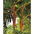 thumbnail image 4 of Orange Crownshaft Palm Tree - Live Plant in a 10 Inch Pot - Areca Vestiaria - Extremely Rare Ornamental Palms from Florida, 4 of 8