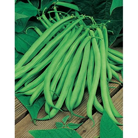 Bean Blue Lake Great Heirloom Garden Vegetable By Seed Kingdom 30 (Best Green Bean Seed Variety)