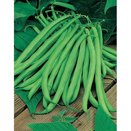 Bean Blue Lake Great Heirloom Garden Vegetable By Seed Kingdom 30 (Best Bean Seeds For Science Project)