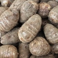 thumbnail image 2 of Van Zyverden Jumbo Elephant Ears, 1 Bulb, Green, Partial Sun, Perennial, Deer Resistant, 1lb, 2 of 7