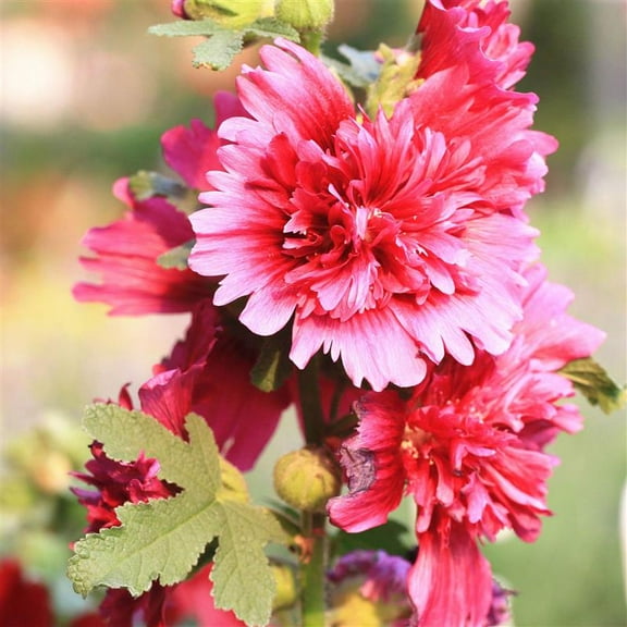Queeny Purple Hollyhock Seeds 500 Mg – Alcea rosea | Perennial, 2nd Year Bloom | AAS Winner | Drought Tolerant | Compact 18–36” Plants with Pink, Magenta, Rose Blooms | Garden & Cut Flower Favorite