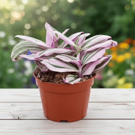 Pink Wandering Jew Live Plant, Tradescantia Nanouk Plant, 4-7 inches Tall, 4 inch Pot for Indoor Planting