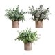 thumbnail image 2 of 3 piezas de plantas artificiales Strade Fareast Limited en maceta decorativas 8 cm x 8 cm, 2 of 8