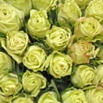 Bloomingmore, Fresh Cut Flowers, Green Roses - 100 Stems - Walmart.com
