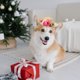 thumbnail image 4 of unbranded 1Ud Beige Para Mascotas Con Rosa Para Fiestas Y Regalos, 4 of 7