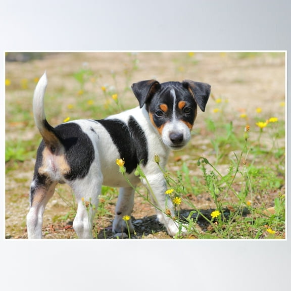 Jack-Russell Terrier Puppy Careful Poster Wall Art, Modern Wall Decor, 8x12 UNFRAMED
