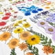 thumbnail image 3 of Pressed Flowers Small Dried Flowers Scrapbooking Diy Preserved Flower Decor, 3 of 4