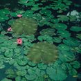 thumbnail image 4 of unbranded 12Ud Faux Lotus-Leaves Adorno Para Jardín Y Con Hojas Simuladas Realistas, 4 of 8