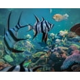 thumbnail image 2 of Fitzharris, Tim 14x12 Gold Ornate Wood Framed with Double Matting Museum Art Print Titled - Angel fish and fusiliers-Perth Aquarium-Australia, 2 of 4