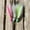 Pink, variant on Asalt Fishing Fluke Floating Drift Rig Chartreuse Tesaer