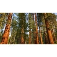 thumbnail image 2 of Bishop, Russ 18x12 White Modern Wood Framed Museum Art Print Titled - Giant Sequoia in the Mariposa Grove-Yosemite National Park-California-USA, 2 of 4