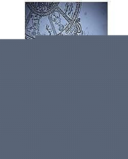 thumbnail image 1 of Two Powers in Heaven : Rapports Rabbiniques Précoces sur la Chrétienté et le Gnosticisme, 1 of 3