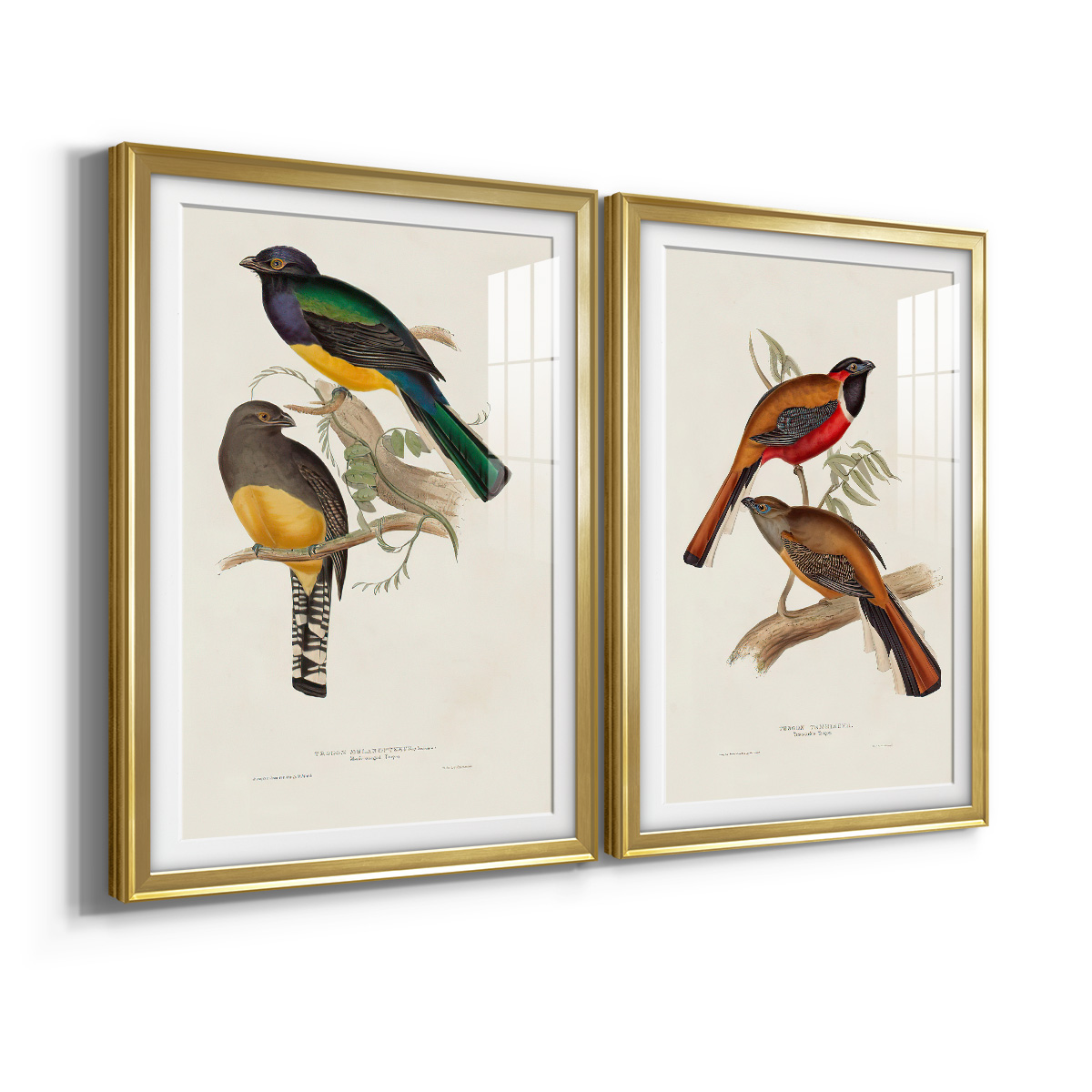 Wexford Home Elegant Trogons III Premium Framed Print, 26.5" x 36.5" - Ready to Hang, Gold (Set of 2)
