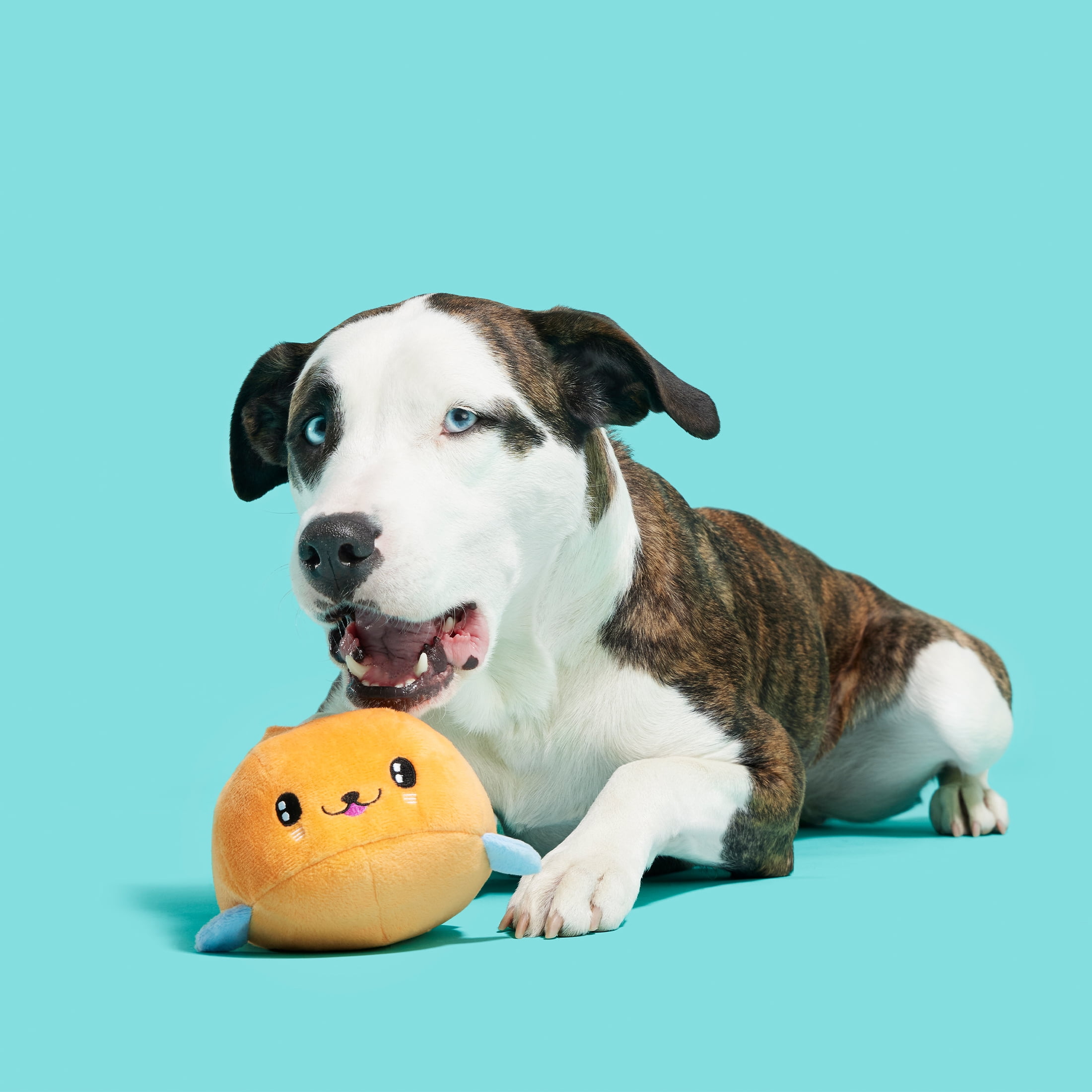 BARK Santiago Seal Dog Toy - Features a Surprise Toy Hidden Inside, Small to Medium Dogs