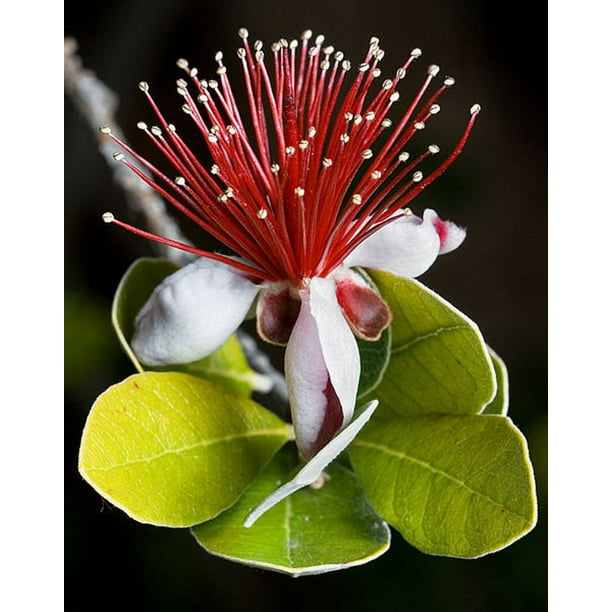 10 PINEAPPLE GUAVA Fruit Brazilian or Fig Guava Flower Pink Red Tree