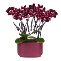 4IN Mini Dark Purple Orchid Planter with Lavender – Purple Jan Pot