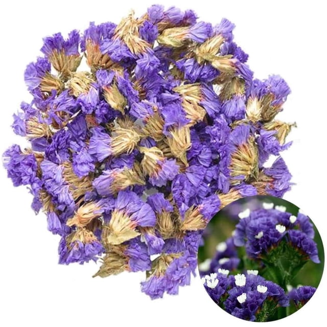 Flower Petals and Buds Forget-me-not Bulk Flower to Make Sachets, Potpourris, Flowers DIY, Candle Making, Wedding Decoration, Good for All Kinds of Flowers Crafts - 7.05 OZ/200g