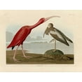 thumbnail image 2 of Audubon, John James 24x19 Gold Ornate Wood Framed with Double Matting Museum Art Print Titled - Scarlet Ibis, 2 of 4