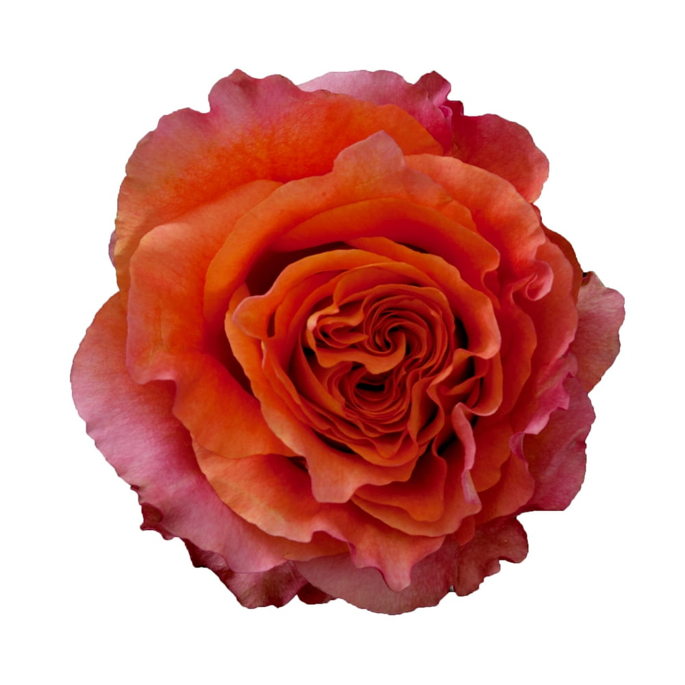 Free Spirit Garden Rose 40 Cm - Fresh Cut - 36 Stems - Walmart.com ...