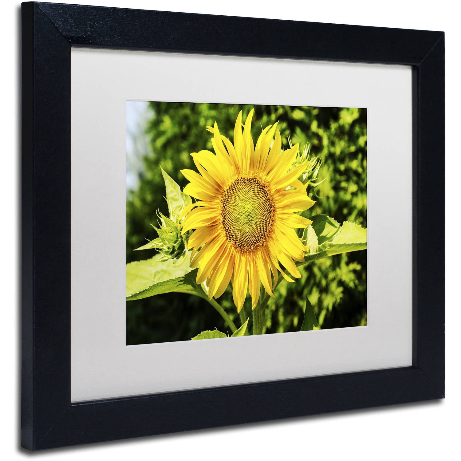 Trademark Fine Art "Just a Sunflower" Canvas Art by Kurt Shaffer, White Matte, Black Frame
